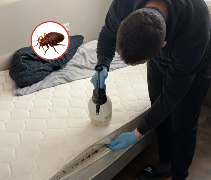 Technicien traitant un matelas contre les punaises de lit à Bouafle